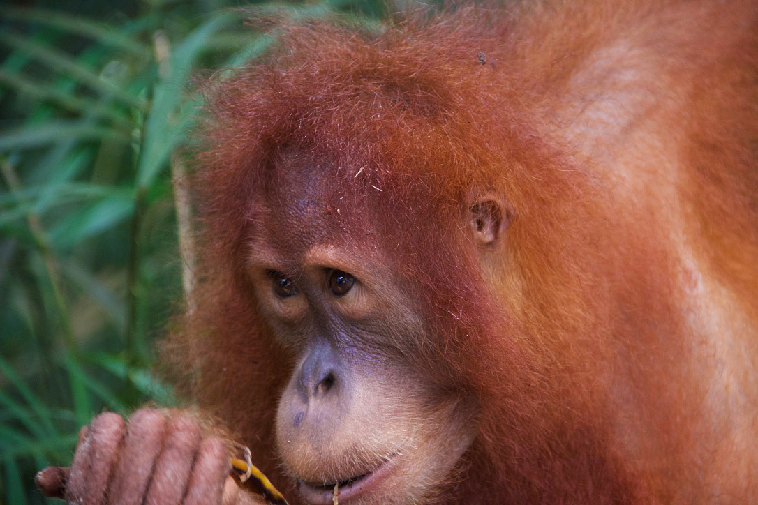 orangutan wildlife jungle sumatra bukit lawang