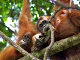 orangutans jungle sumatra bukit lawang