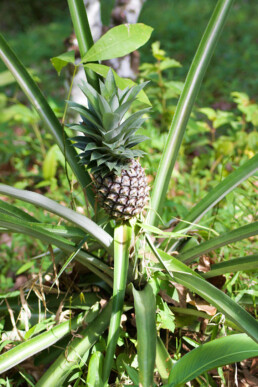 pineapple plant jungle bukit lawang sumatra