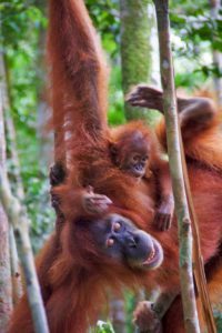 playing orangutans bukit lawang jungle trekking sumatra