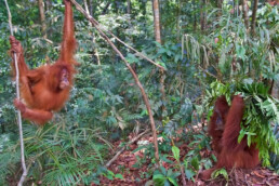 playing orangutans jungle trekking bukit lawang sumatra