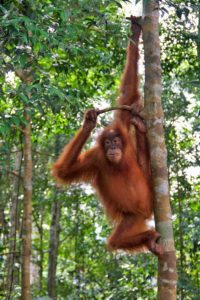 sumatra orangutan jungle trekking bukit lawang