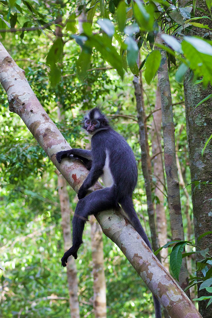 thomas leaf monkey tree jungle sumatra bukit lawang