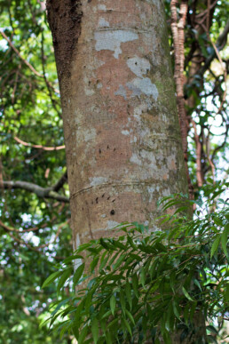 tree animal tracks gunung leuser national park sumatra