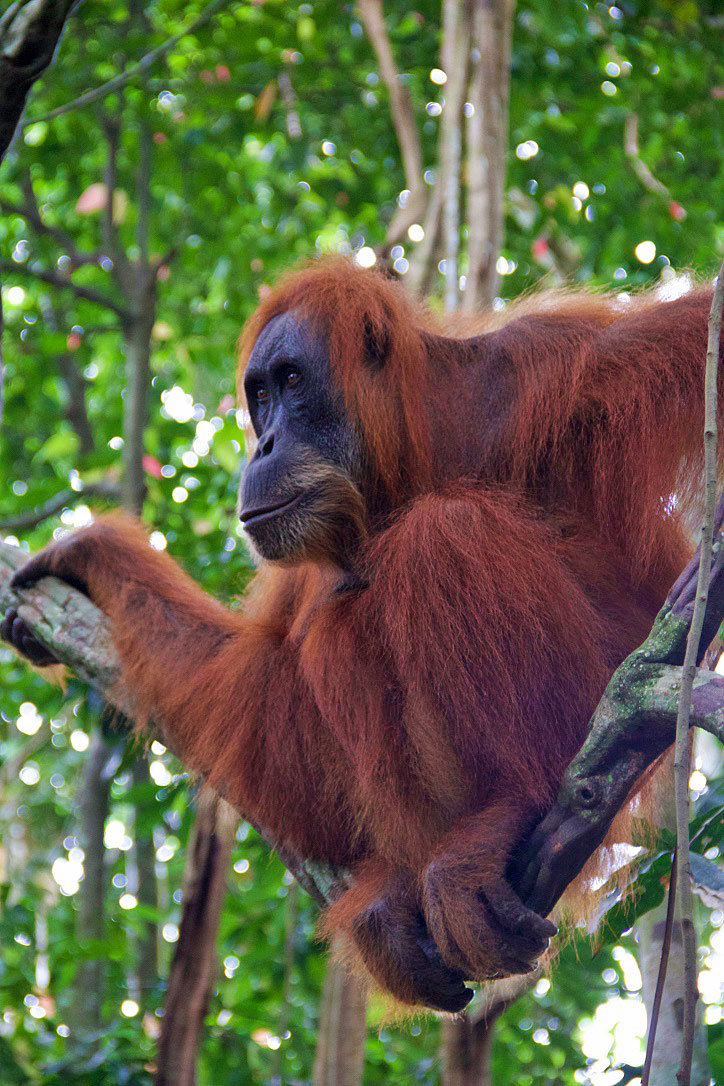 tree orangutan sumatra bukit lawang jungle