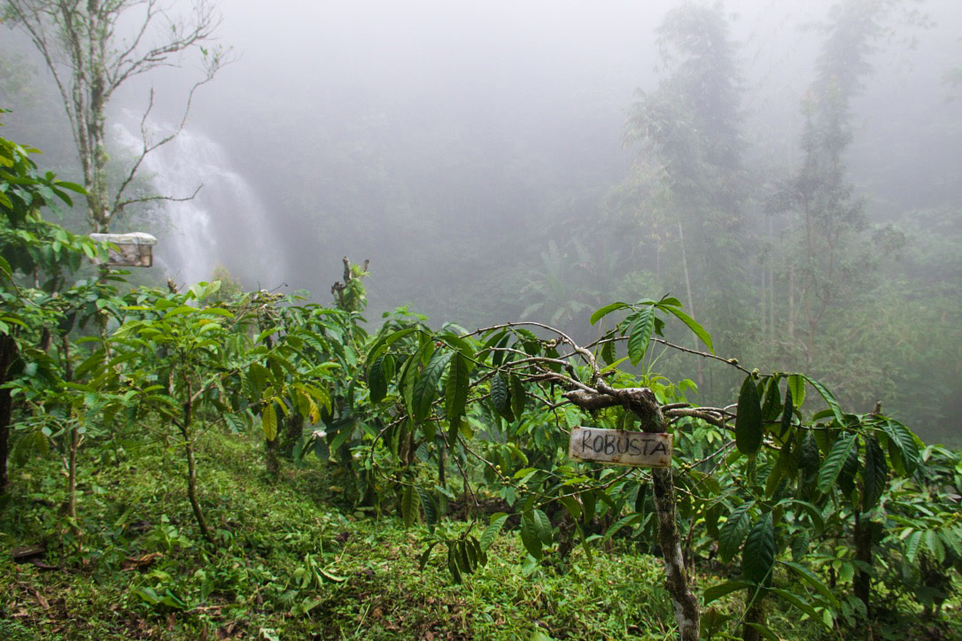 coffee plantation munduk waterfall