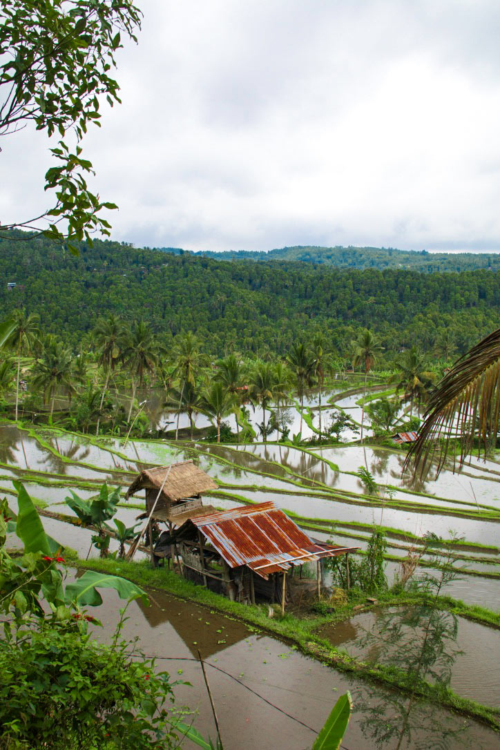 munduk rice fields north bali