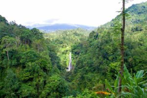 nature hills forest sekumpul waterfalls north bali