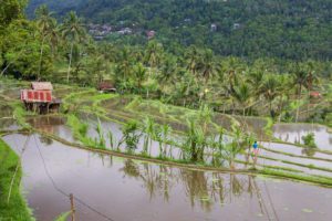 rice fields munduk north bali
