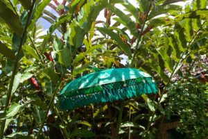garden desa seni bali umbrella canggu