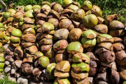 coconuts ubud bali