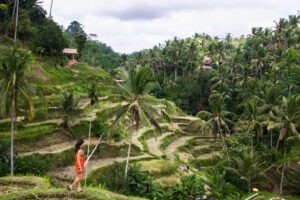View at the Tegallalang rice terraces in Ubud Bali