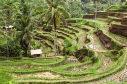 Rice field terraces at Tegallalang Ubud