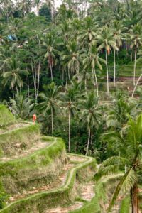View on the Tegallalang rice terraces in Ubud Bali