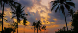 sunset kedungu beach palmtrees bali