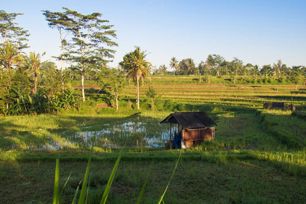 rice fields ubud bali