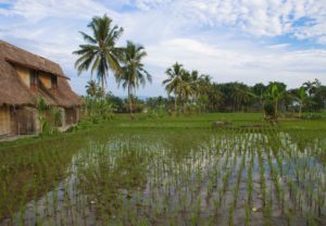 cimaja square rice fields java