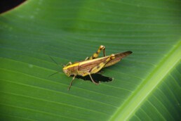 grasshoper cimaja java