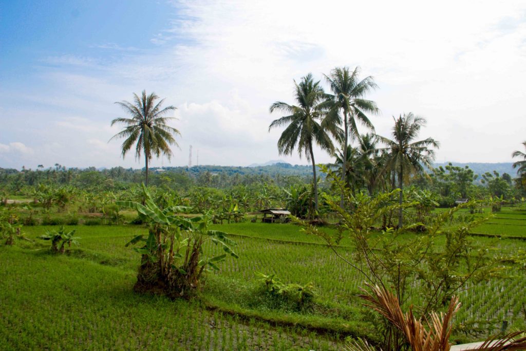 rice-fields-cimaja-java - Mokum Surf Club