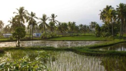 Rice fields in Cimaja Java