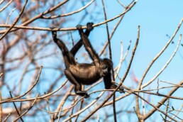 Baby howler monkey at Balcones de Majagual in Nicaragua
