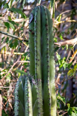 Cacti in Southern Nicaragua