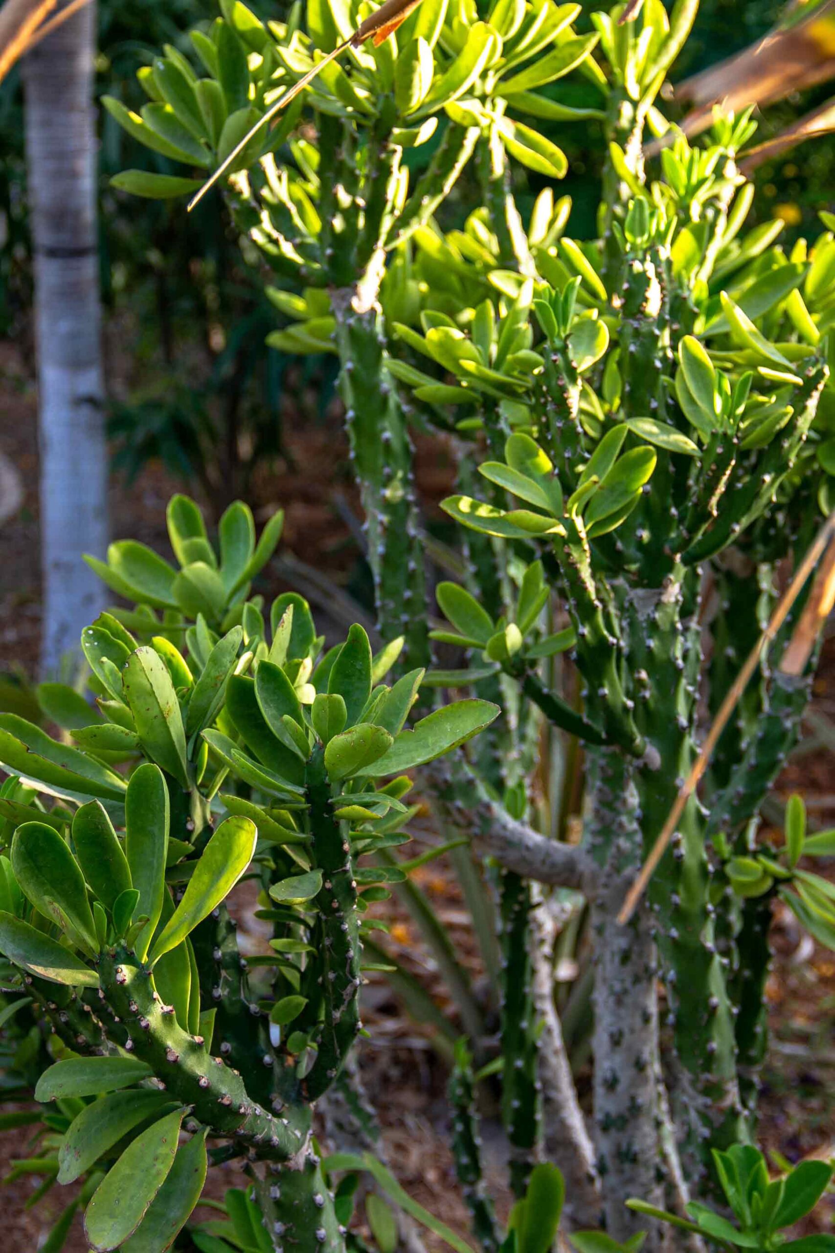 Cacti at Malibu Popoyo Nicaragua