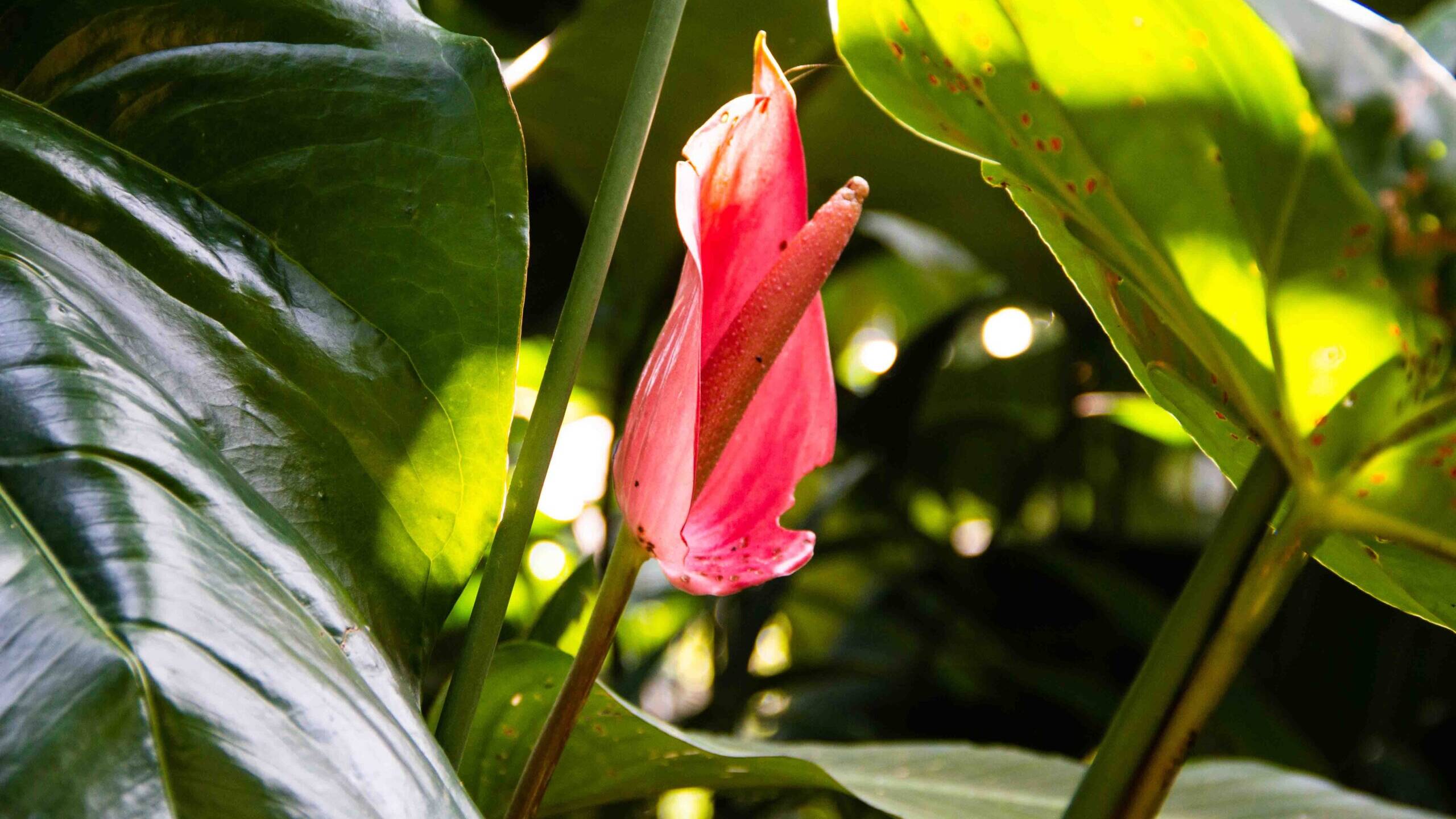 flowers garden Lodges Ekologica Java