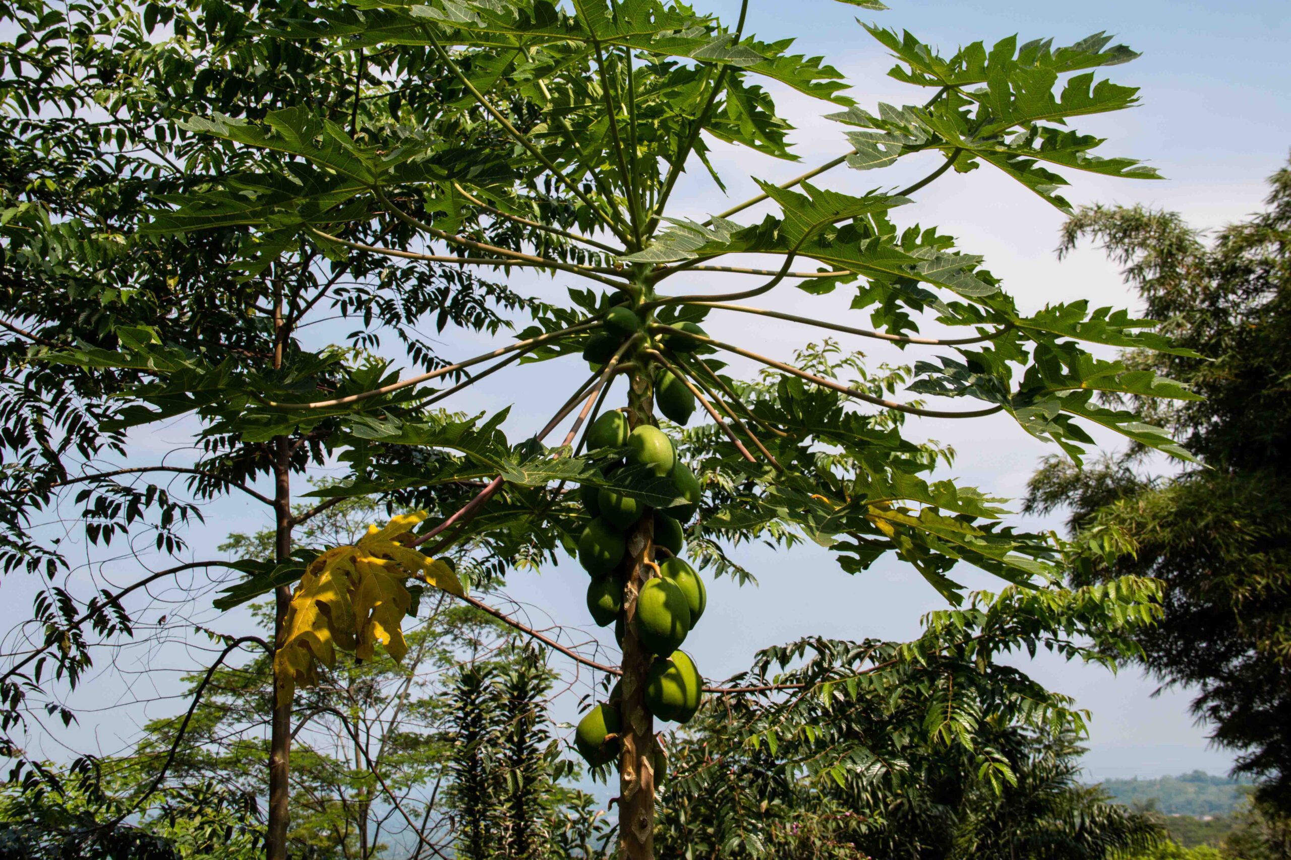 papaya tree at Portibi farms