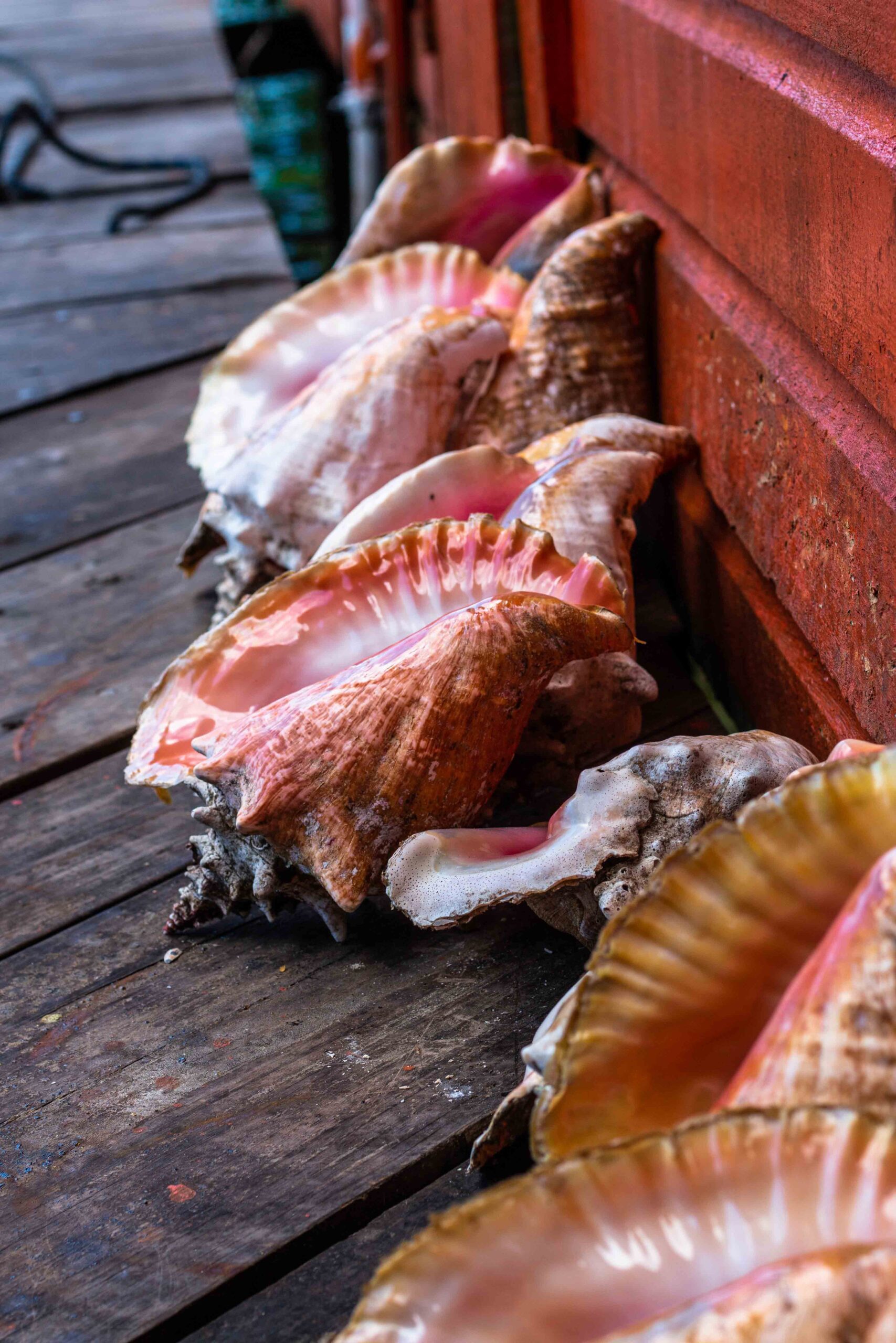 Sea shells on Bocas del Toro