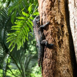 lizard jungle Rancho Burica Costa Rica