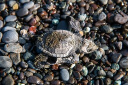 baby turtle conservancy project Punta Banco