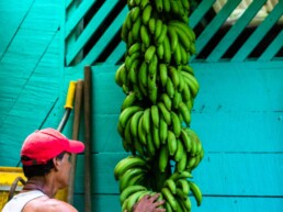 organic bananas Rancho Burica Costa Rica