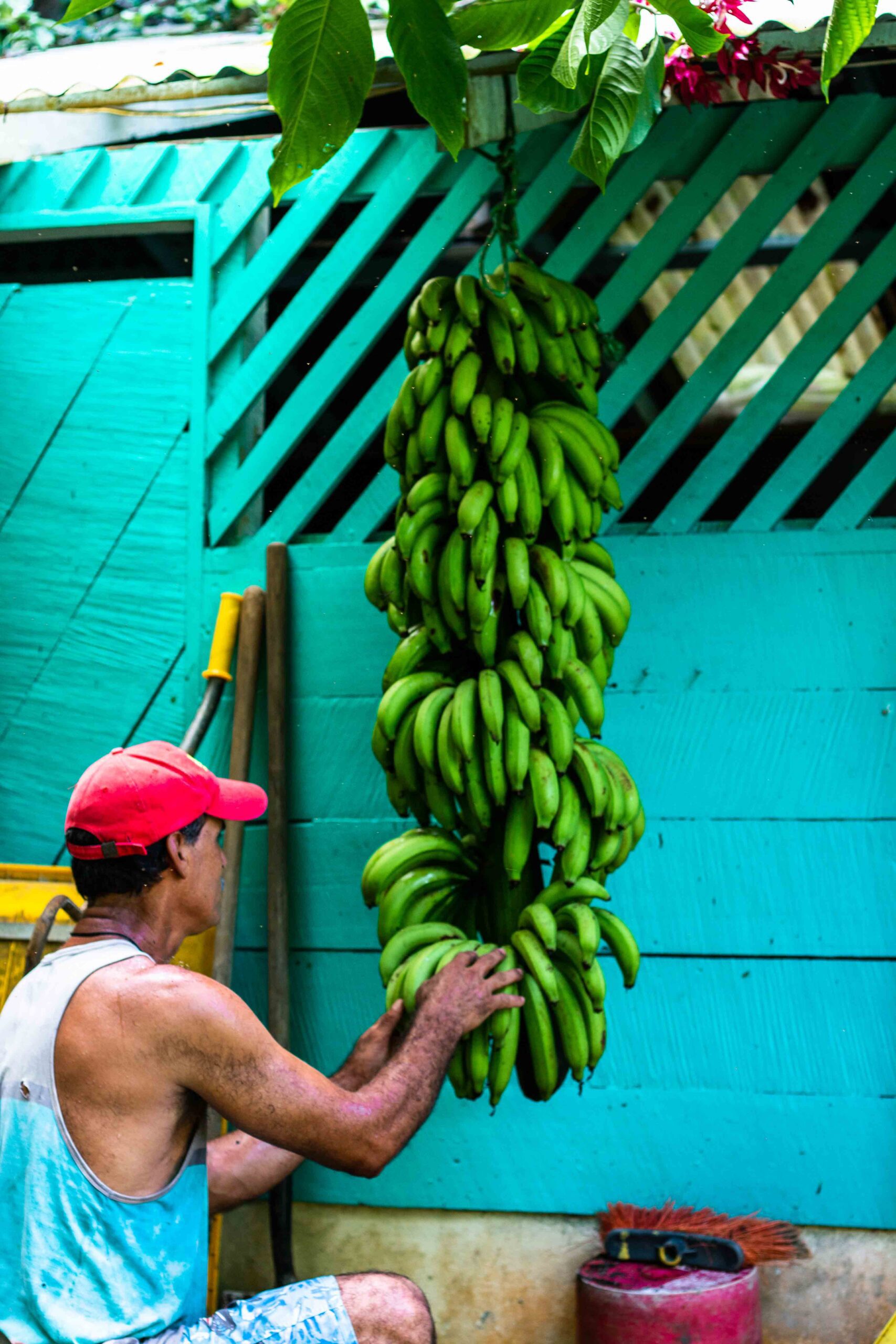 organic bananas Rancho Burica Costa Rica