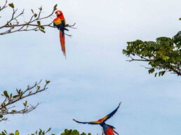 red macaws Rancho Burica Costa Rica