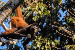 Spider monkey in the jungle of Costa Rica Rancho Burica