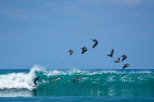 surfer with pelicans on a wave at Rancho Burica Costa Rica