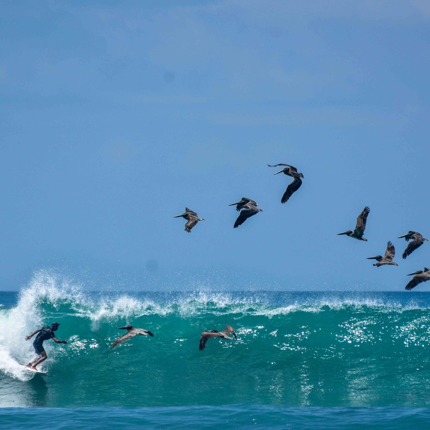 surfer with pelicans on a wave at Rancho Burica Costa Rica