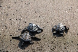baby turtles release in Punta Banco beach Costa Rica