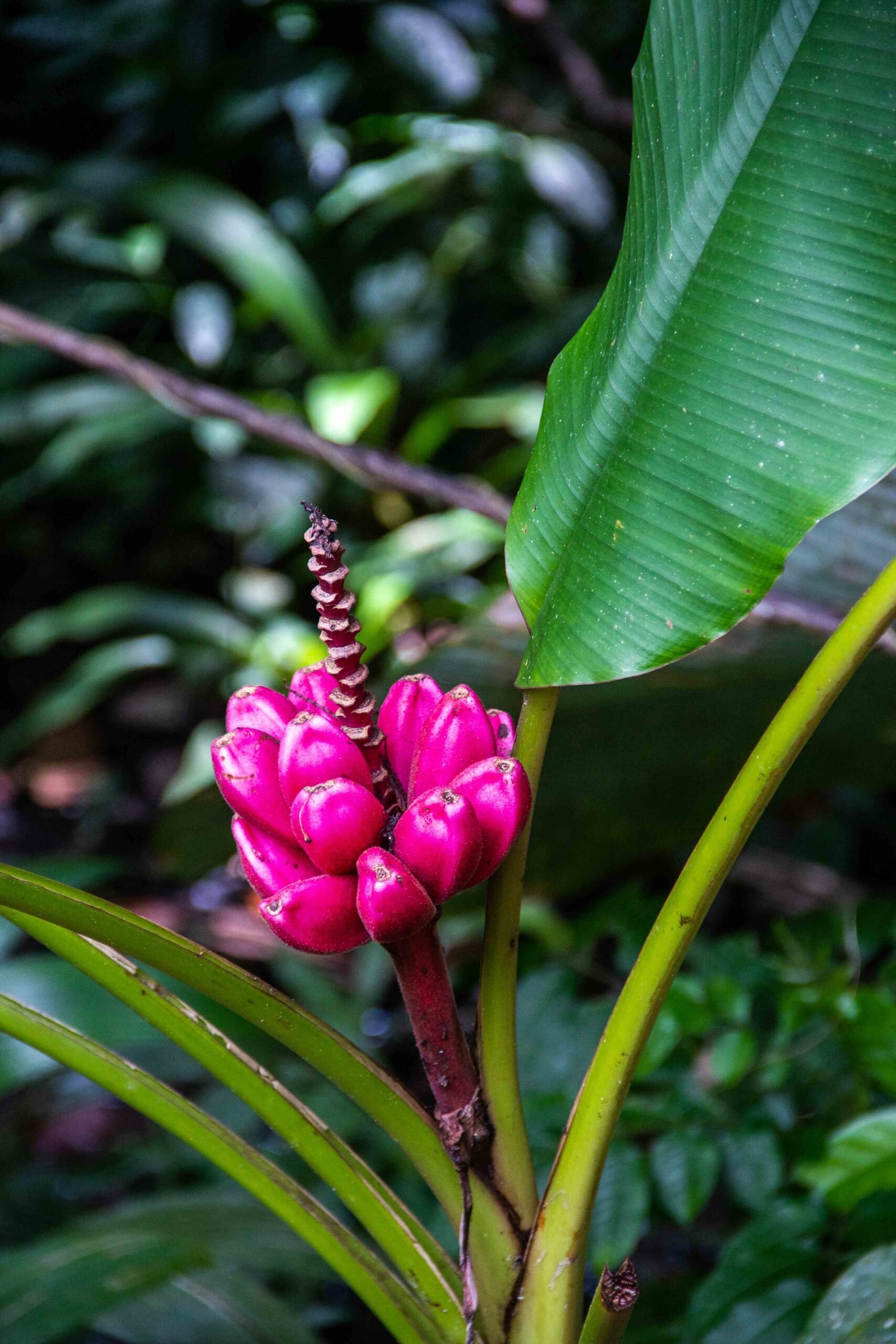 Tropical flower in Costa Rica