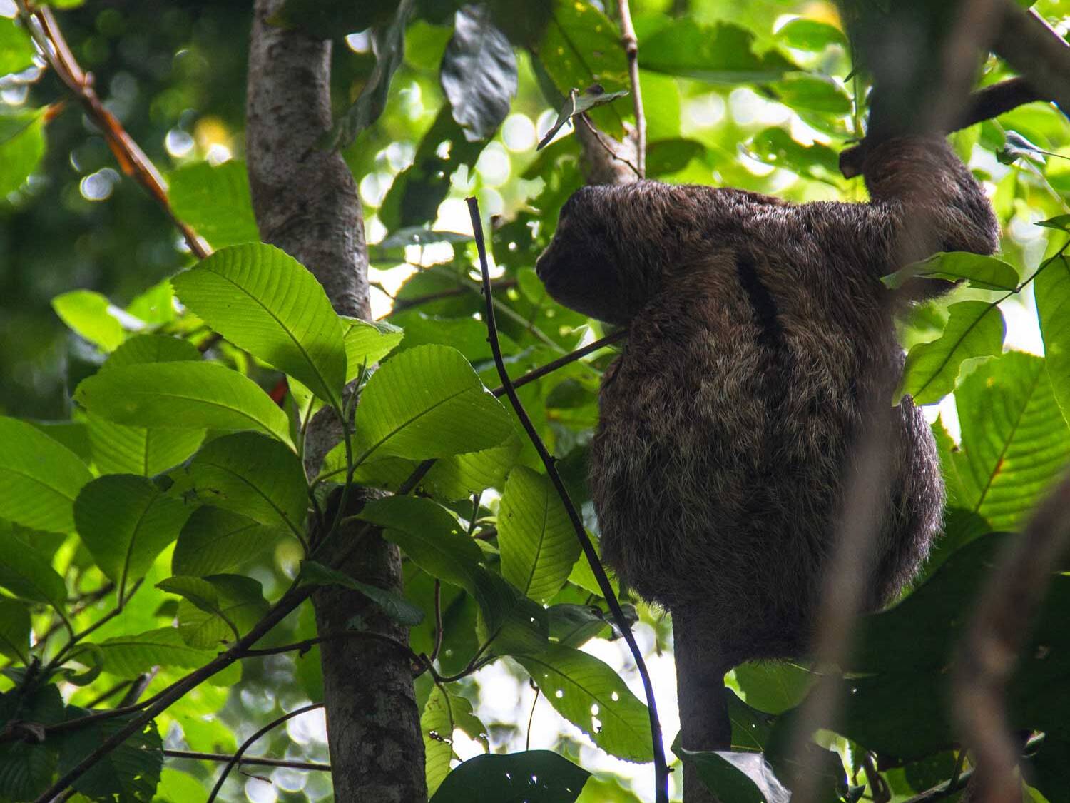 Sloth in Punta Uva Costa Rica