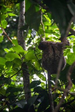 Sloth in Punta Uva Costa Rica