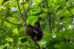 Baby spider monkey in Costa Rica