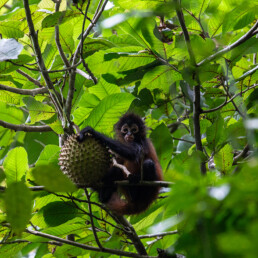 Baby spider monkey in Costa Rica