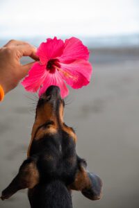 Dog on the beach in Costa Rica