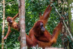 Mother and baby orangutan in Sumatra