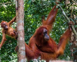 Mother and baby orangutan in Sumatra