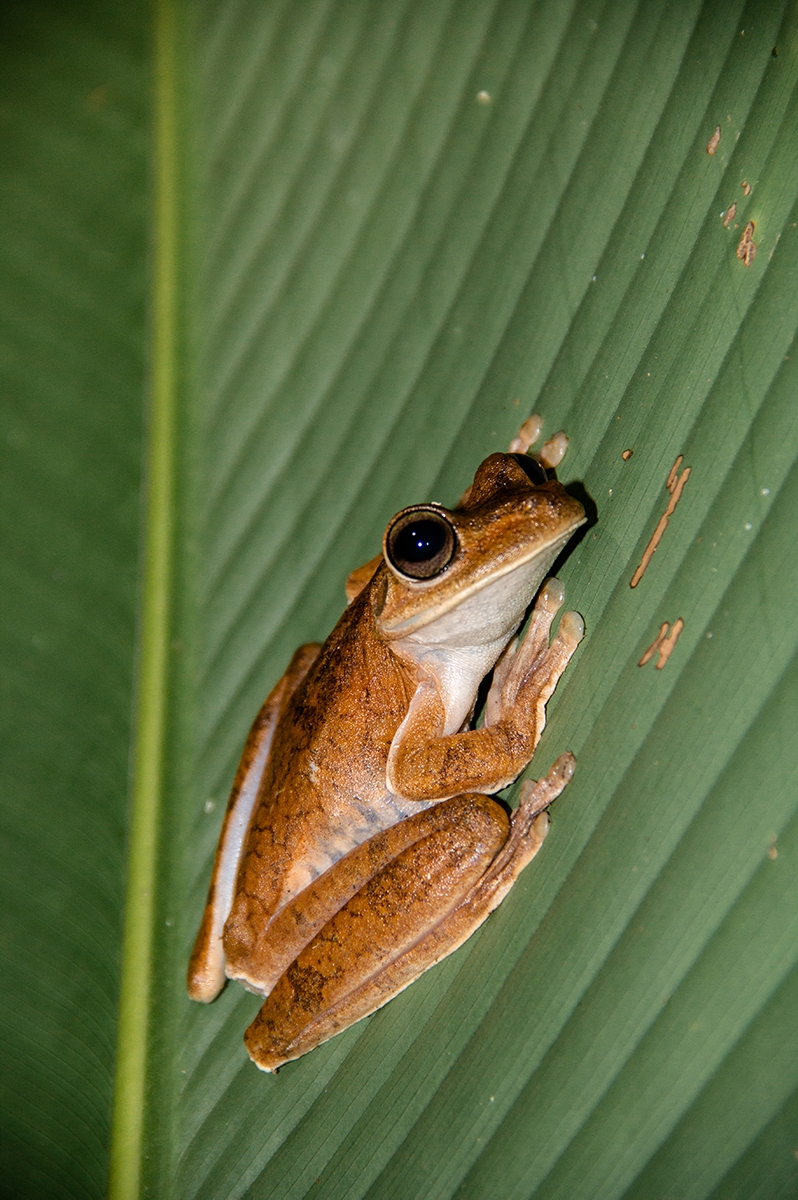 Frog at night in Costa Rica