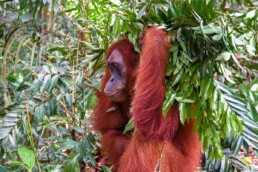 Orangutan in the jungle of Sumatra