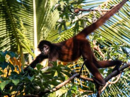 Spider monkey in Matapalo Costa Rica